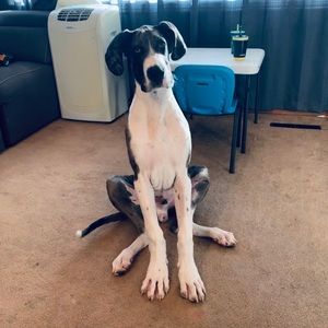 Meet your Posher, Tiffany